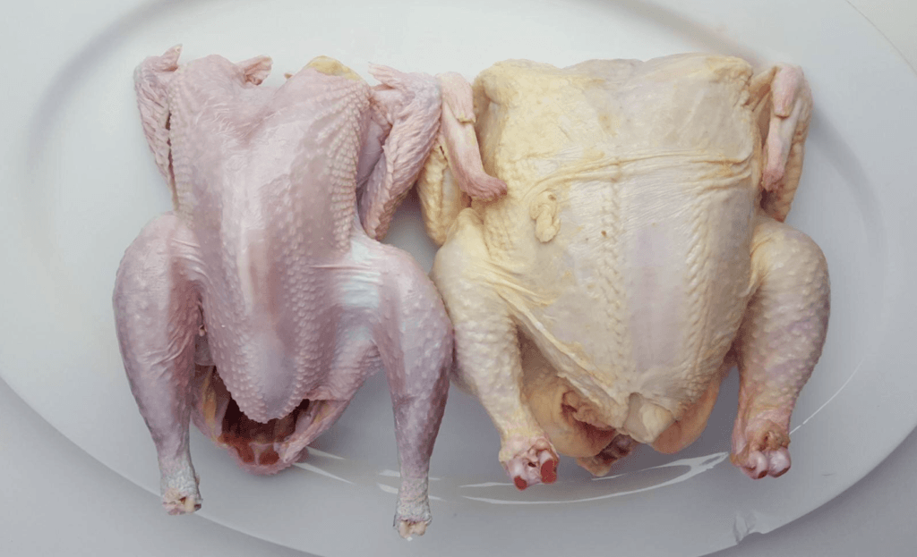 chicken poultry